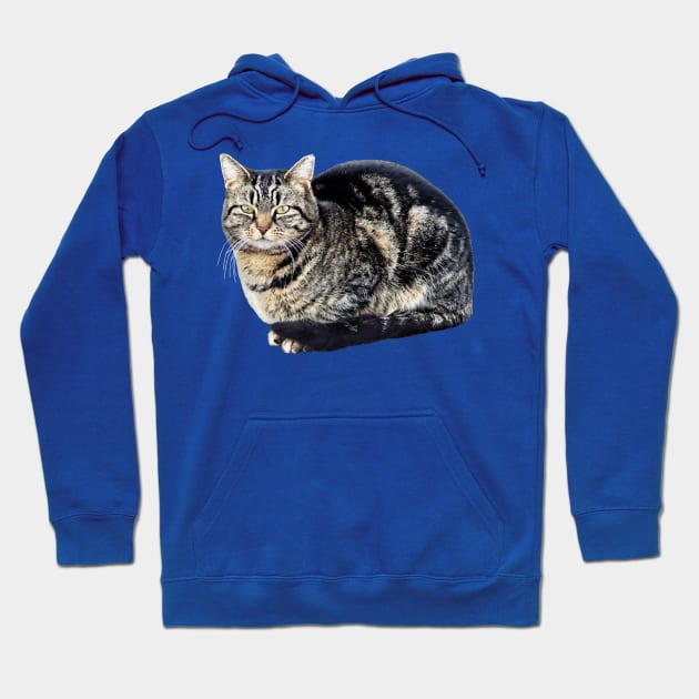 Tabby Cat Sitting Hoodie by SusanSavad